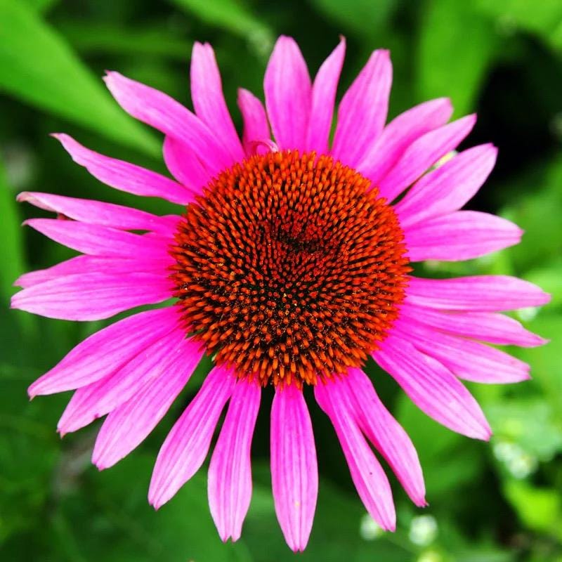 Echinacea purpurea ‘Rubinstern’ (Ruby Star Coneflower) – 2” Plug Plant – Pollinator Friendly Perennial