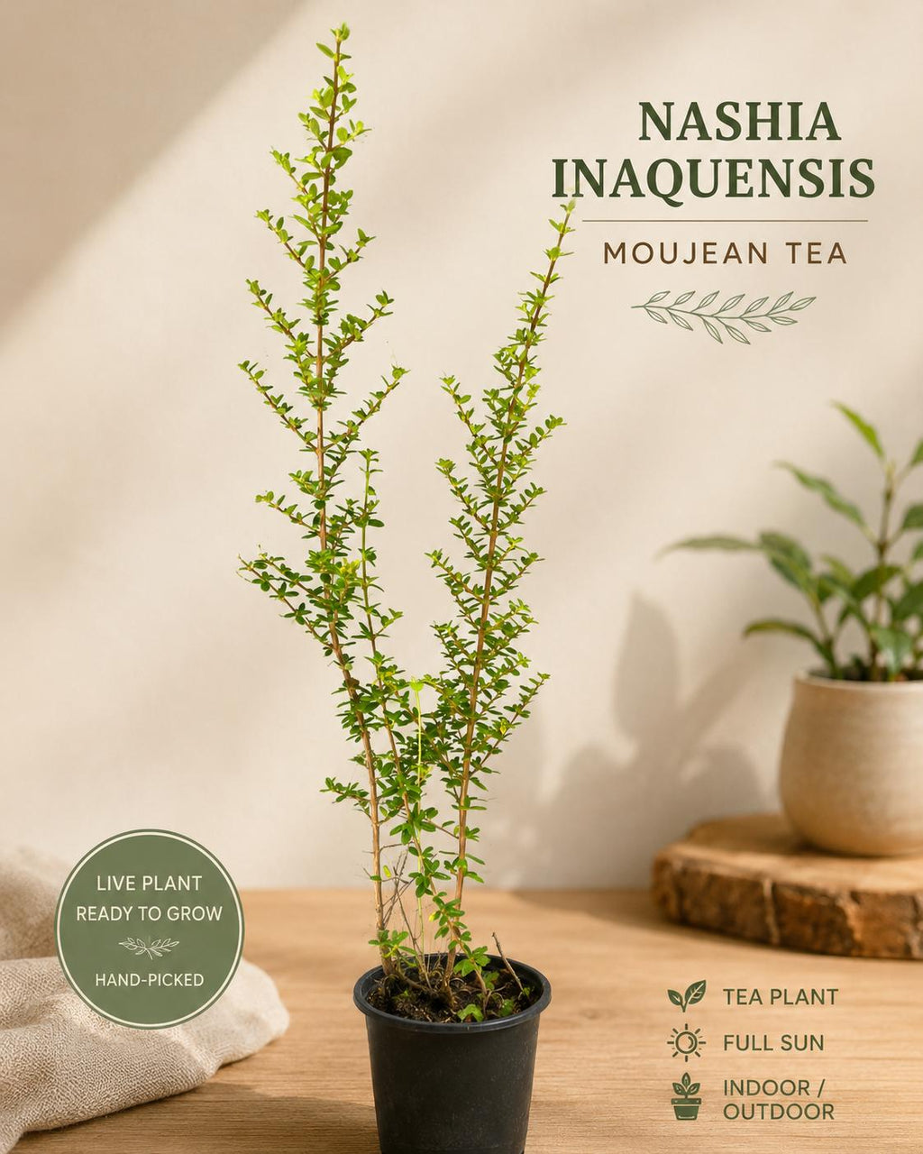 Nashia Inaguensis Live Plant | Rare Moujean Tea Herb, Fragrant Evergreen 4” Pot