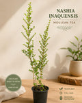 Nashia Inaguensis Live Plant | Rare Moujean Tea Herb, Fragrant Evergreen 4” Pot