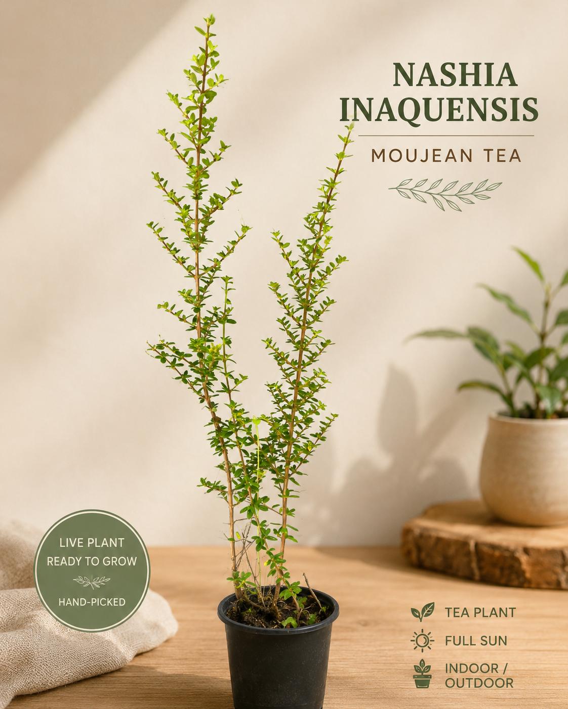 Nashia Inaguensis Live Plant | Rare Moujean Tea Herb, Fragrant Evergreen 4” Pot