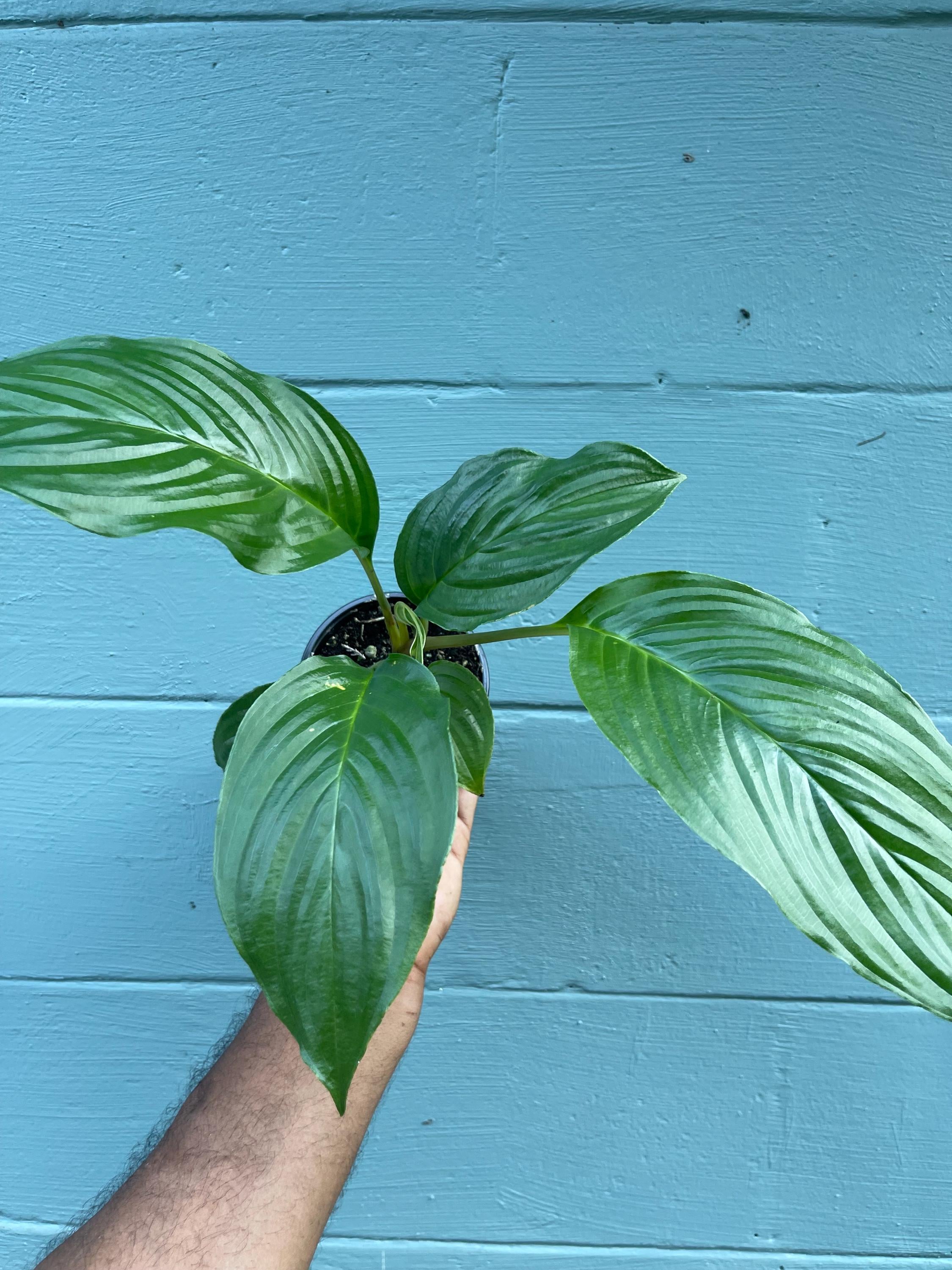 Tacca chantrieri Black Bat Flower – Rare Tropical Live Plant, 4-Inch Pot