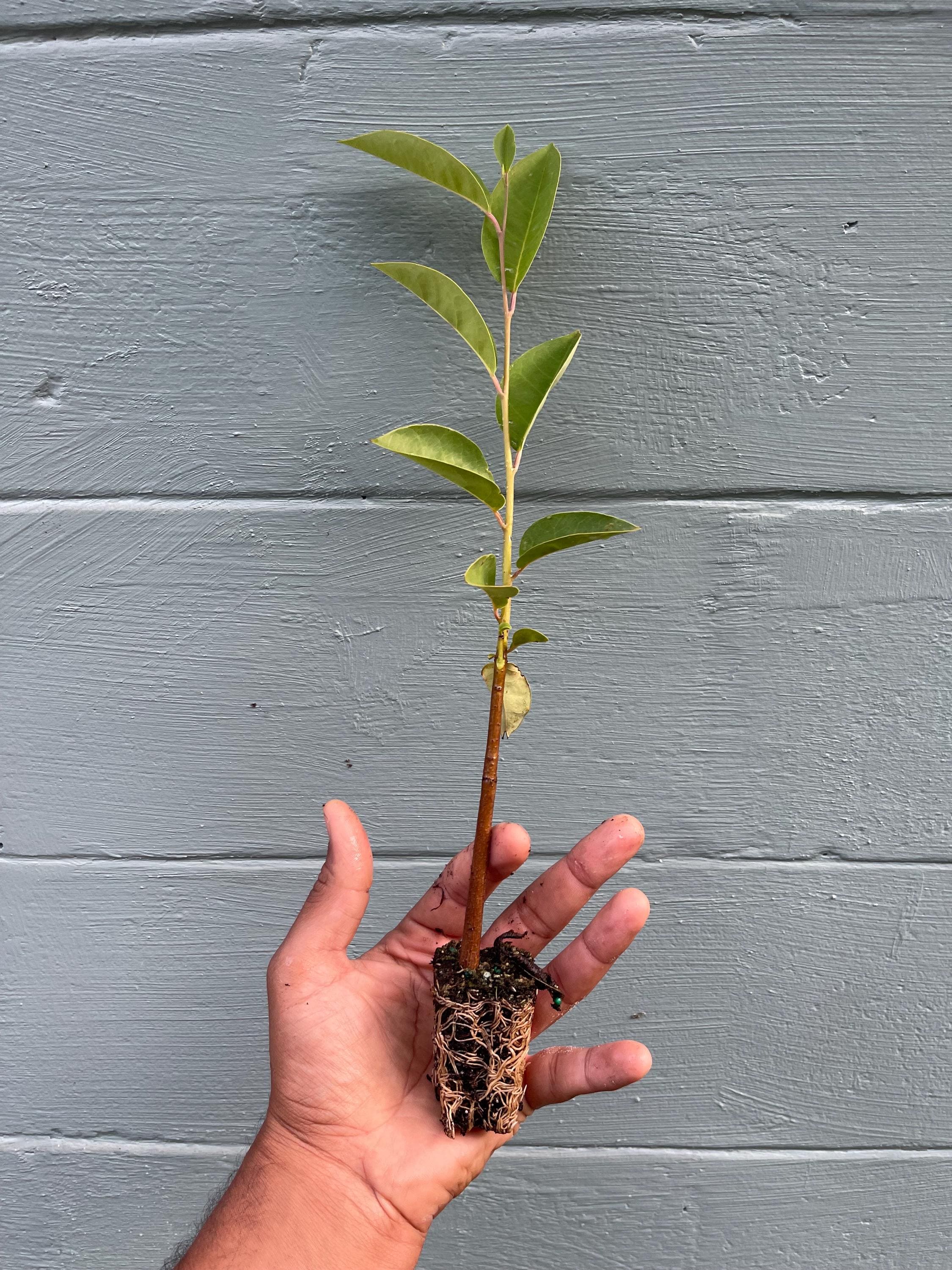 Pond Apple Tree (Annona glabra) – Native Wetland Fruit Live Plant