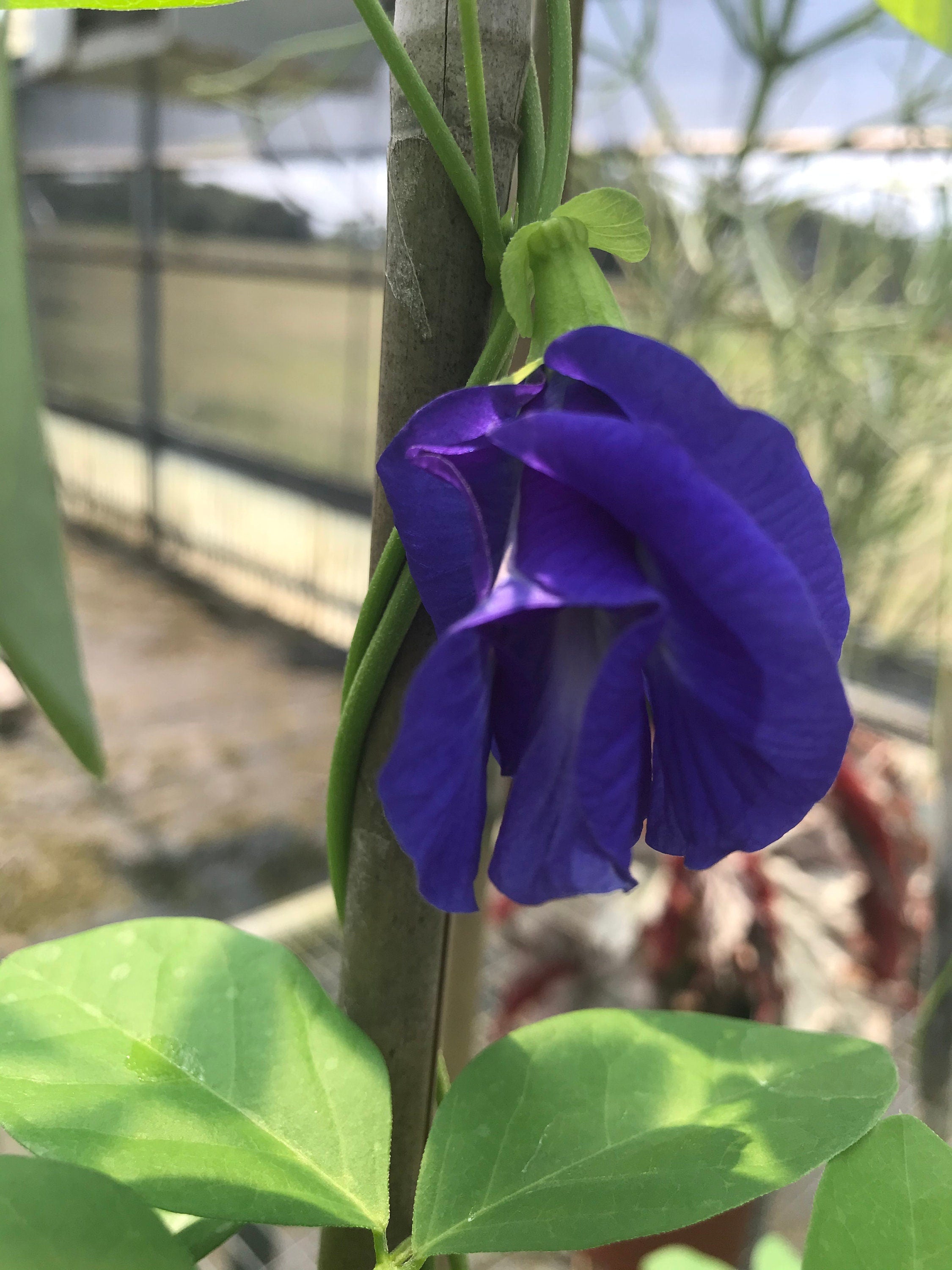 Butterfly pea flower seeds
