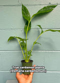 Live Cardamom Plant: Elettaria cardamomum, Rare Spice - 15+” Tall