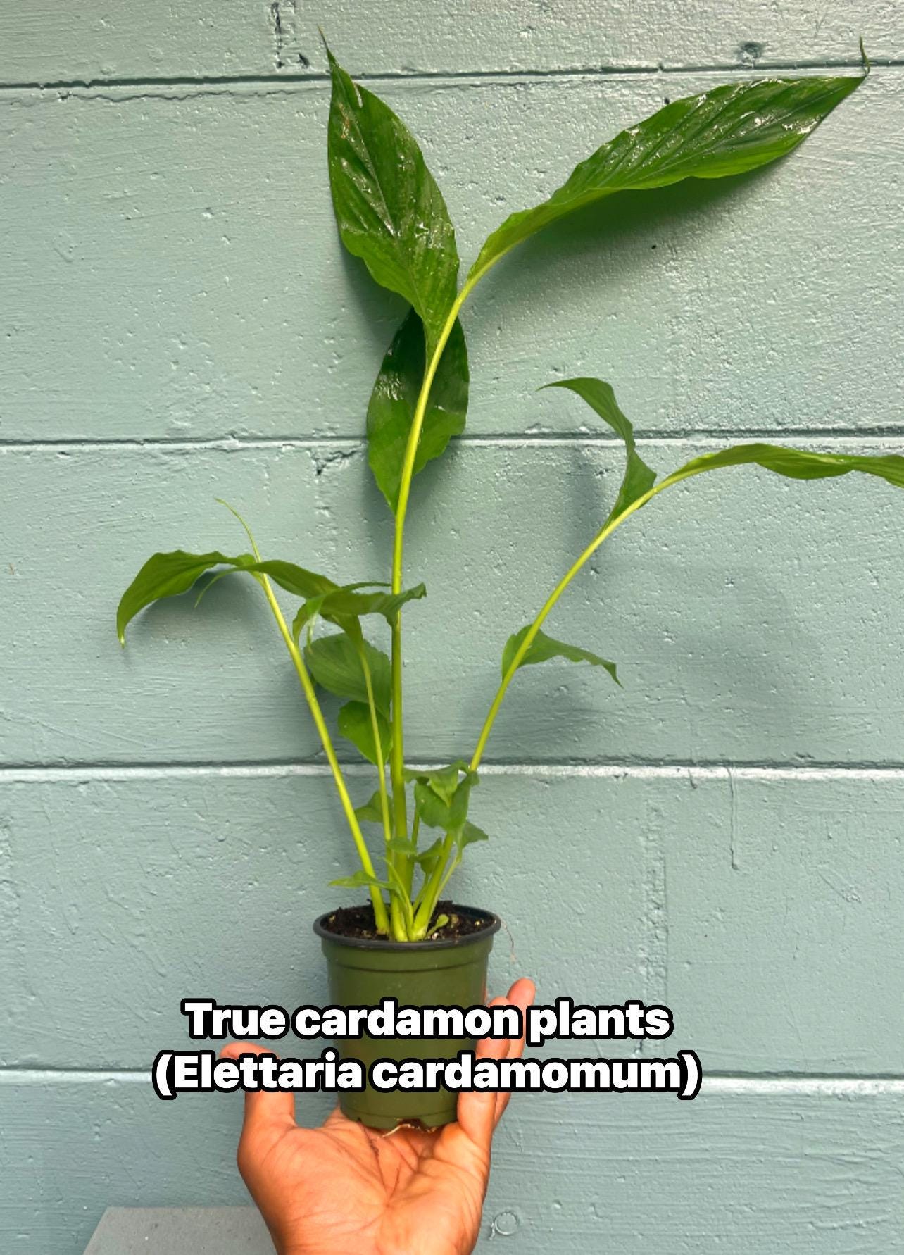 Live Cardamom Plant: Elettaria cardamomum, Rare Spice - 15+” Tall