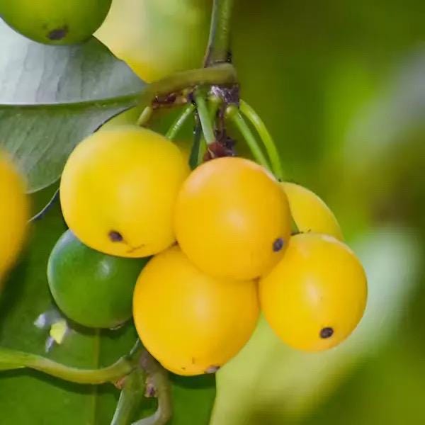 Garcinia Intermedia Live Plant | Lemon Drop Mangosteen Tropical Fruit Tree