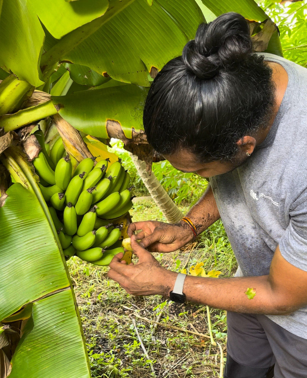 Banana (dwarf cavendish) plants