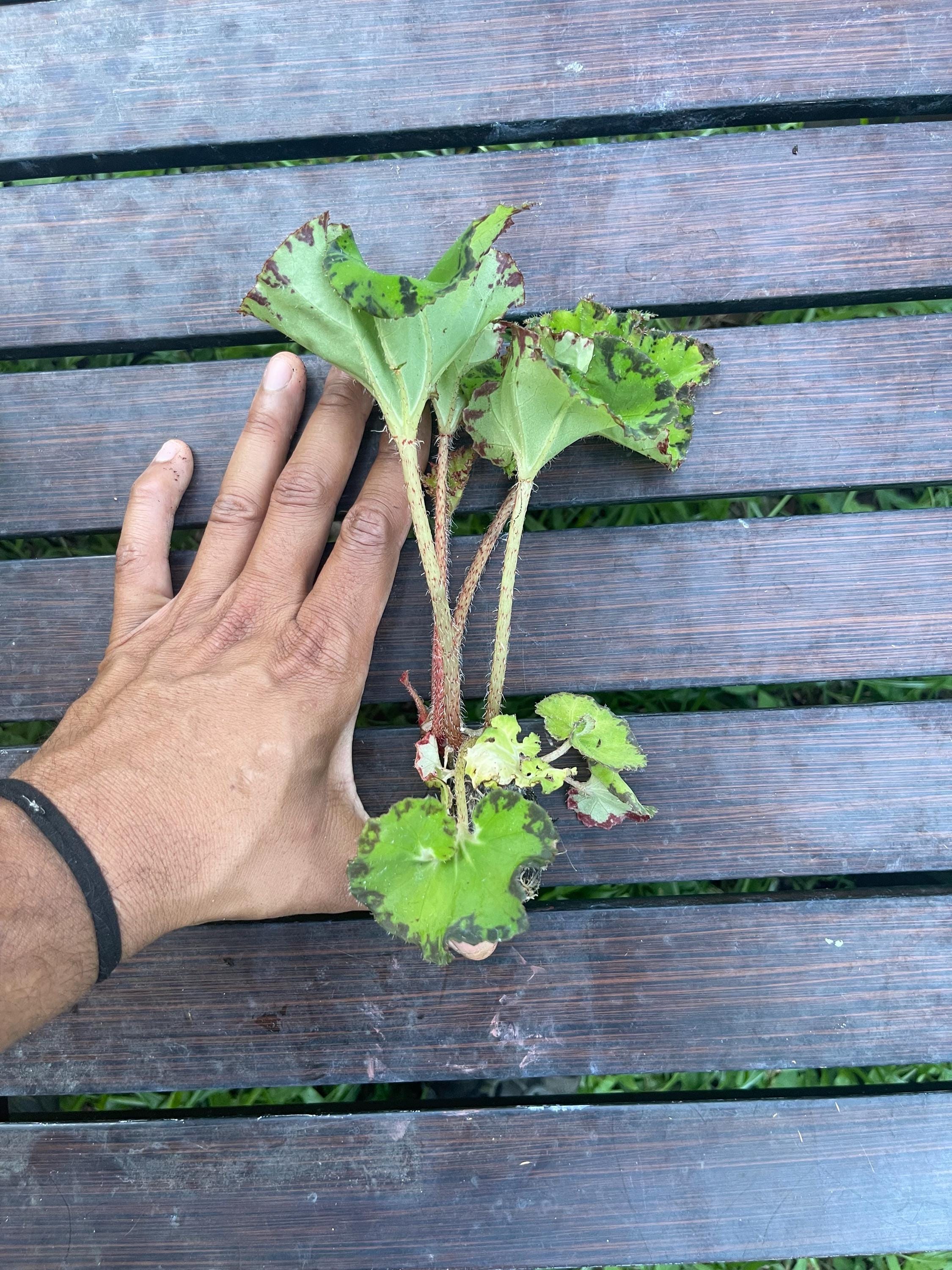 Rare Rex Begonia 'Rover Nile' Live Plant: Variegated Indoor Foliage