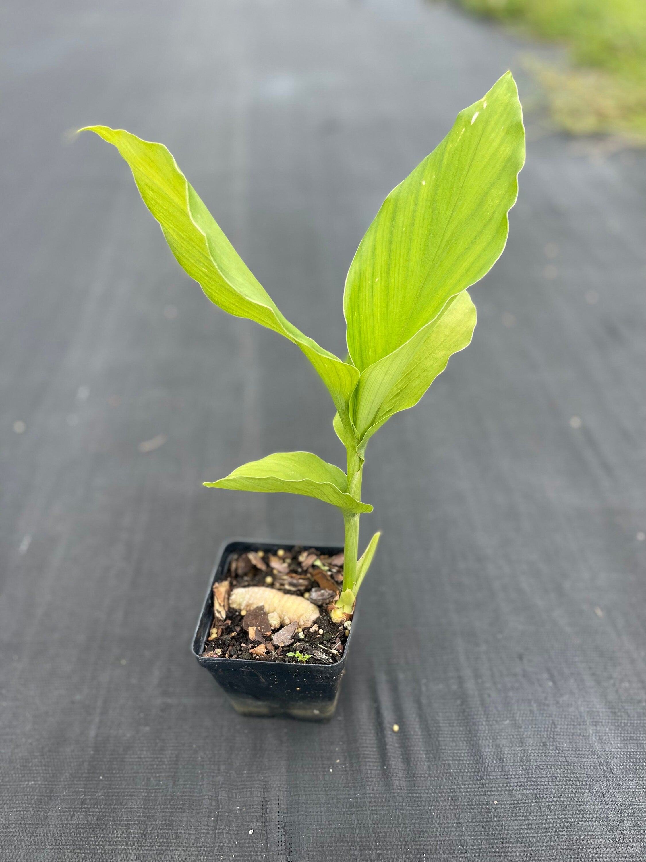 Turmeric plants (4 Inch containers)