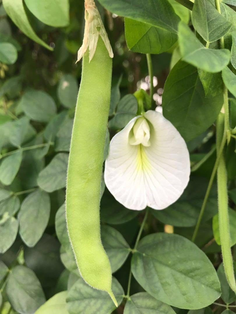 Live plant- Butterfly pea flower plant