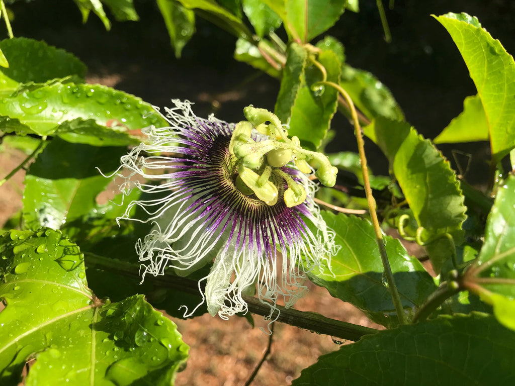 Purple possum passionfruit seeds