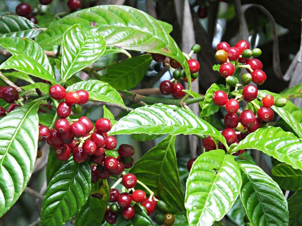 Coffea Arabica Coffee Plant: Live Indoor Houseplant, Easy Care