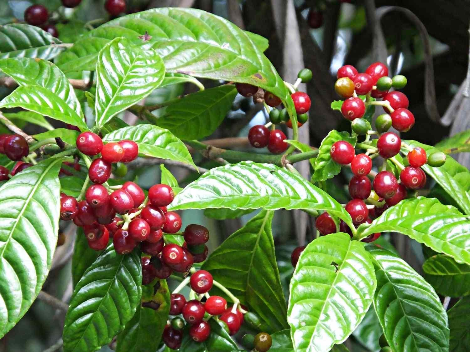 Coffea Arabica Coffee Plant: Live Indoor Houseplant, Easy Care