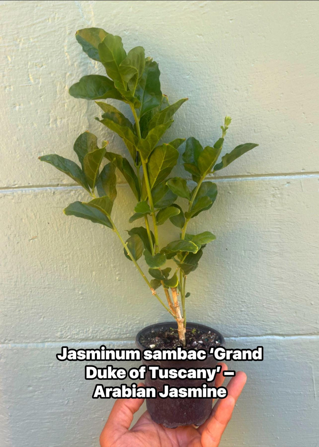 Jasminum sambac ‘Grand Duke of Tuscany’ – Arabian Jasmine. Double-Flowered Jasmine | Highly Fragrant