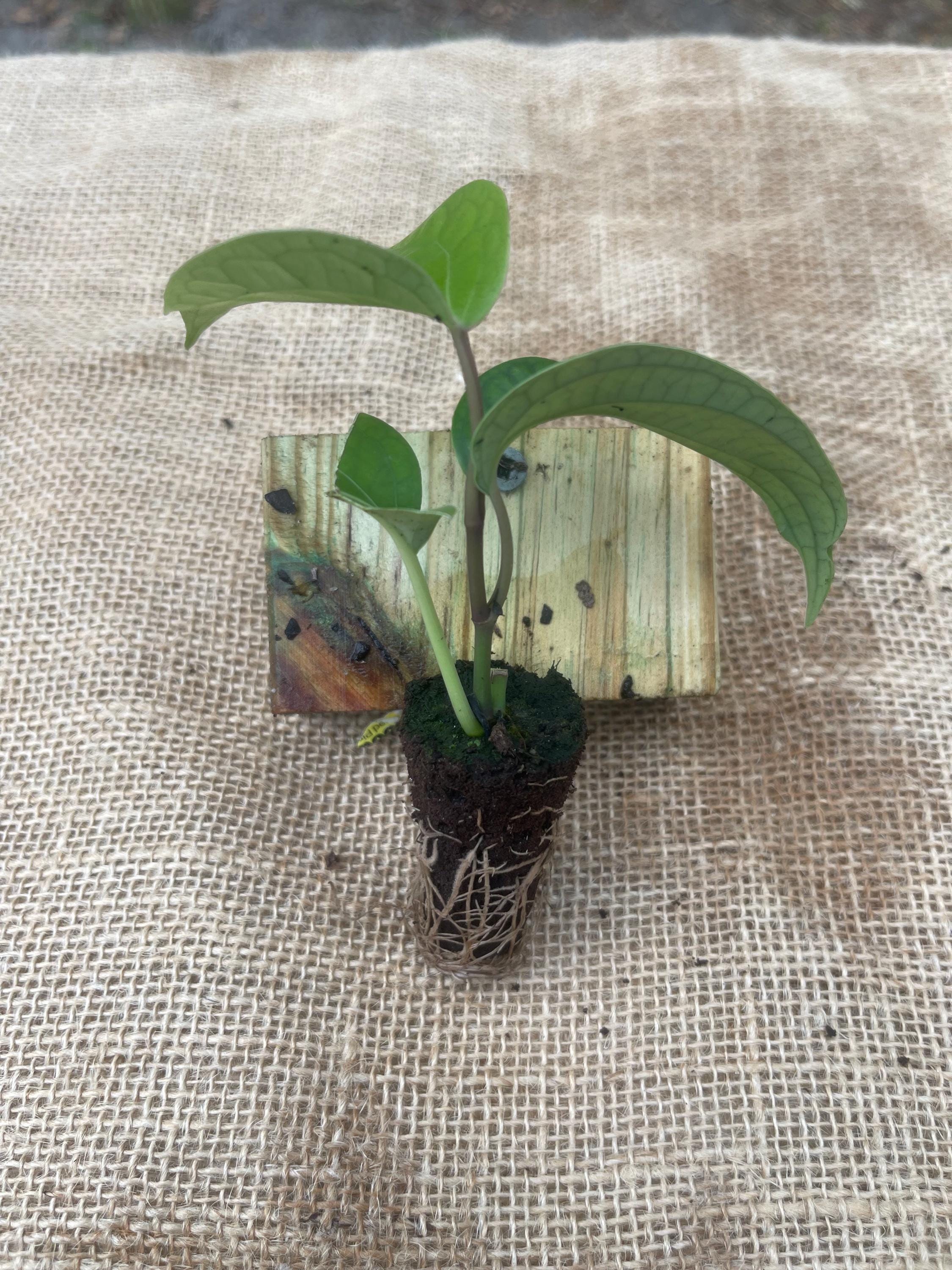 Black Pepper Plant (Piper nigrum) – Grow Your Own Spice!