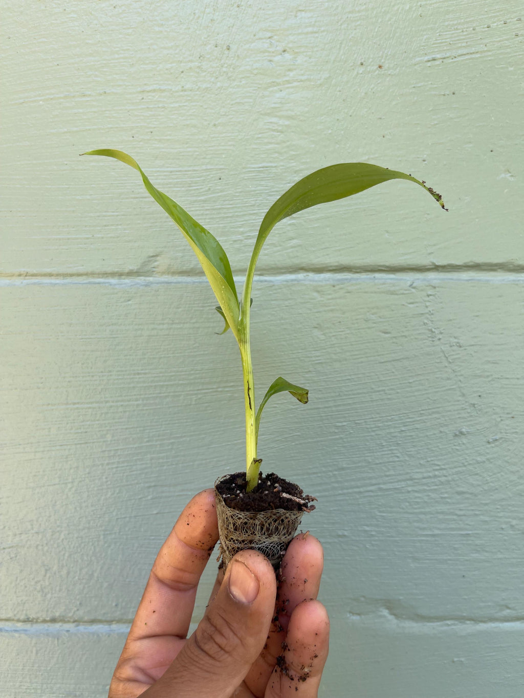 Musa Basjoo Banana Tree – Cold Hardy Tropical Plant, Fast Growing Ornamental Foliage