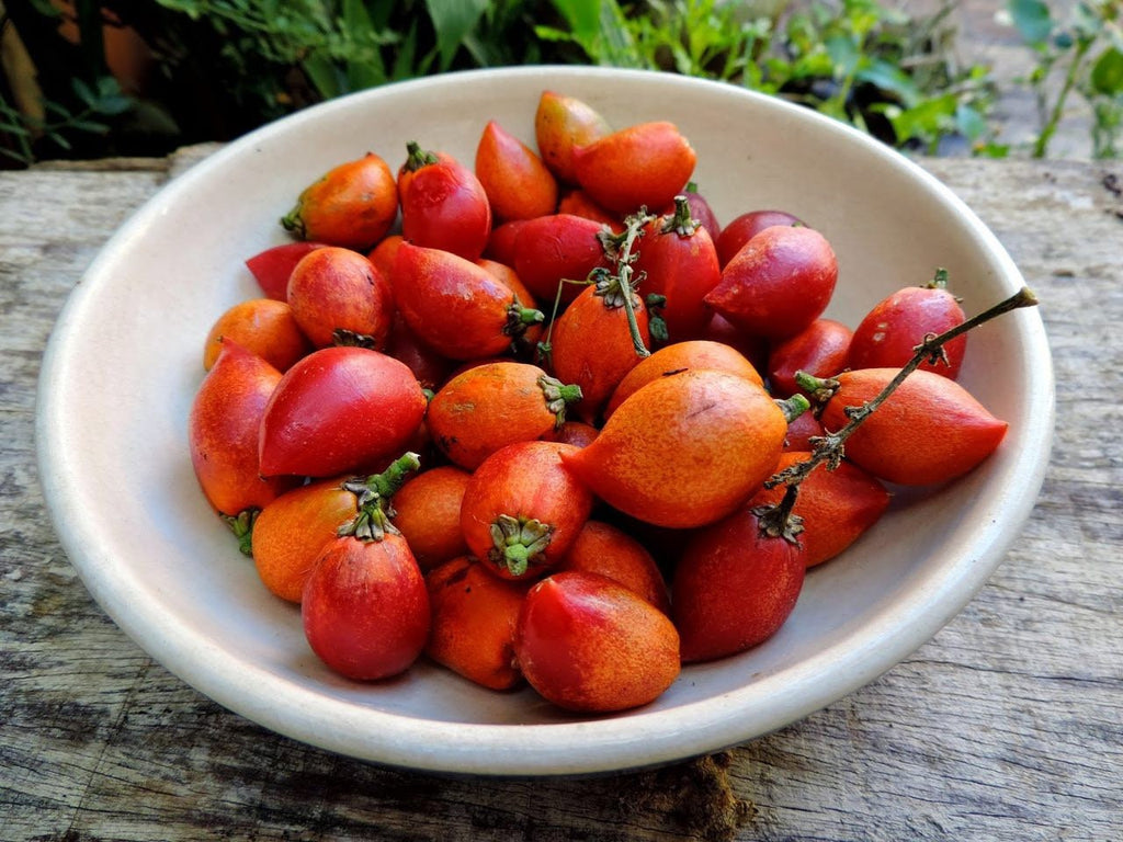 Rare Peanut Butter Fruit Tree: Well Rooted Starter Plant