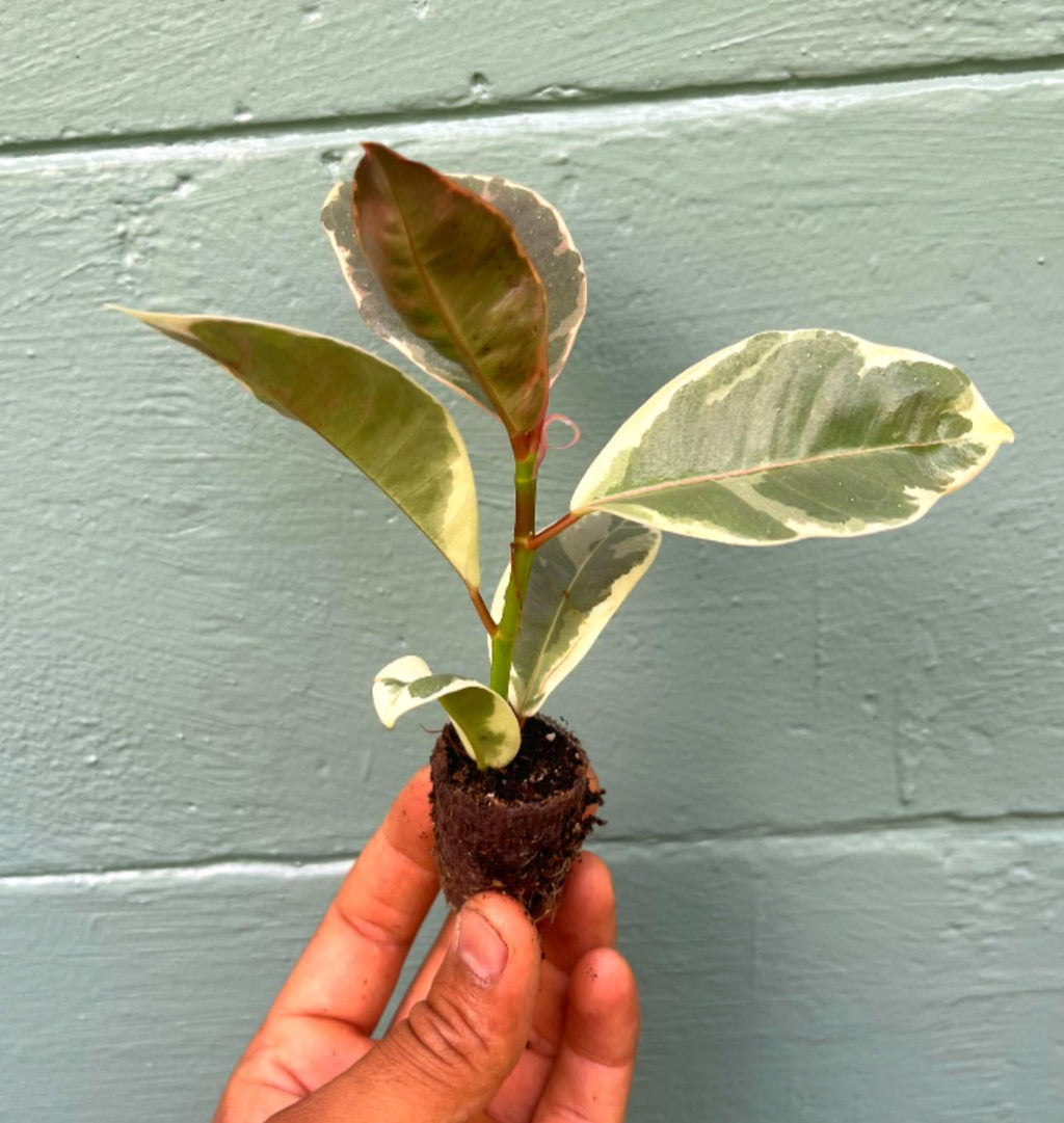 Variegated Rubber Tree 'Tineke': Easy-Care Tropical Houseplant