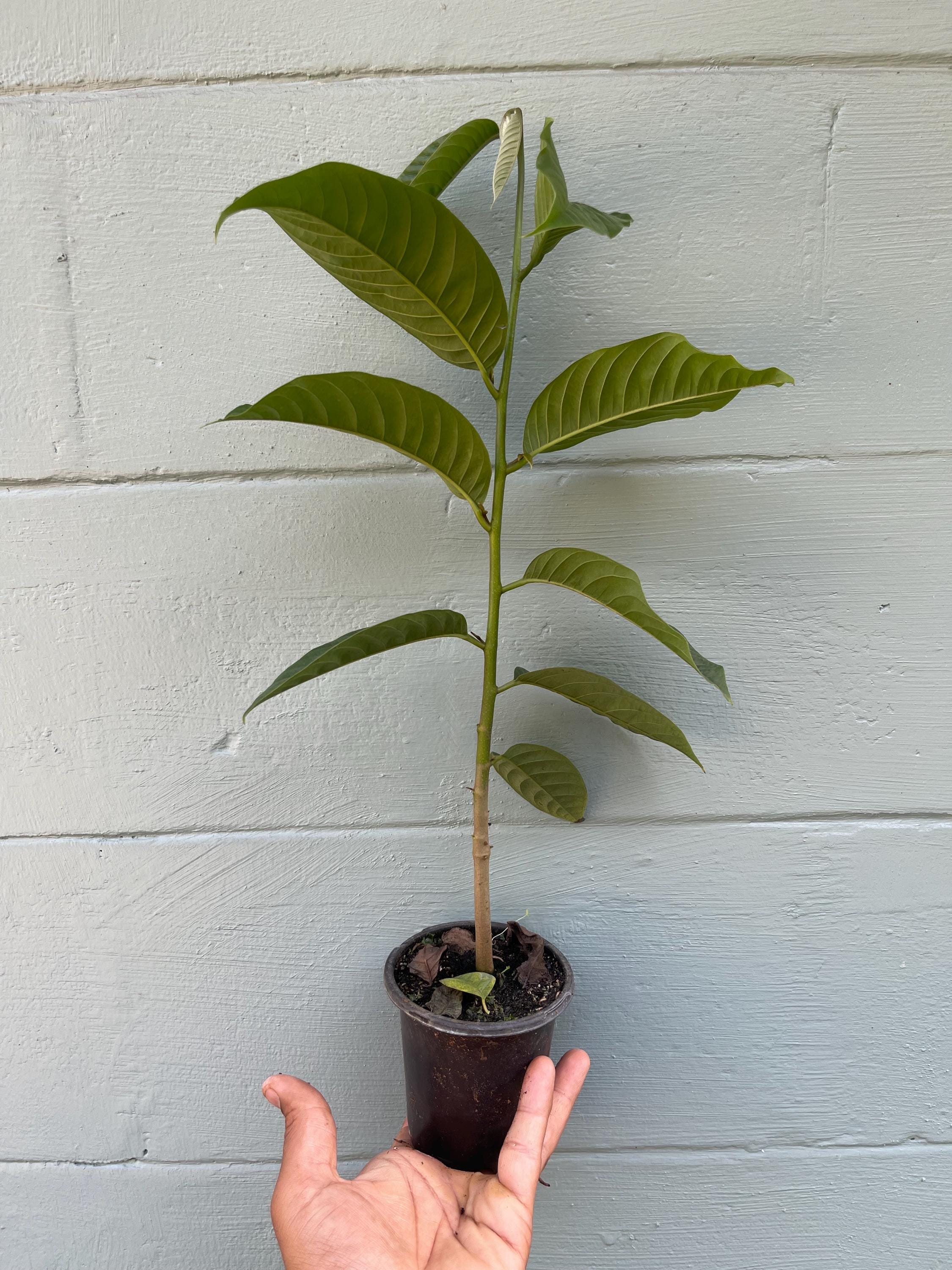 Live Rollinia Fruit Tree (Rollinia deliciosa) – Rare Tropical Plant, Biriba