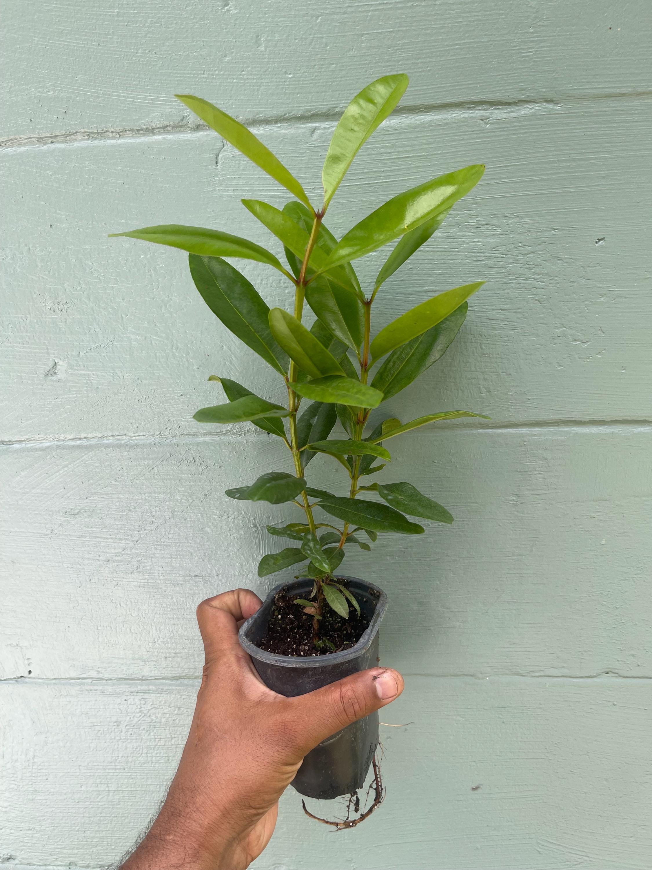 Bay Rum Plant (Pimenta racemosa) – Live Plant in 4.5” Pot | Aromatic Caribbean Herb