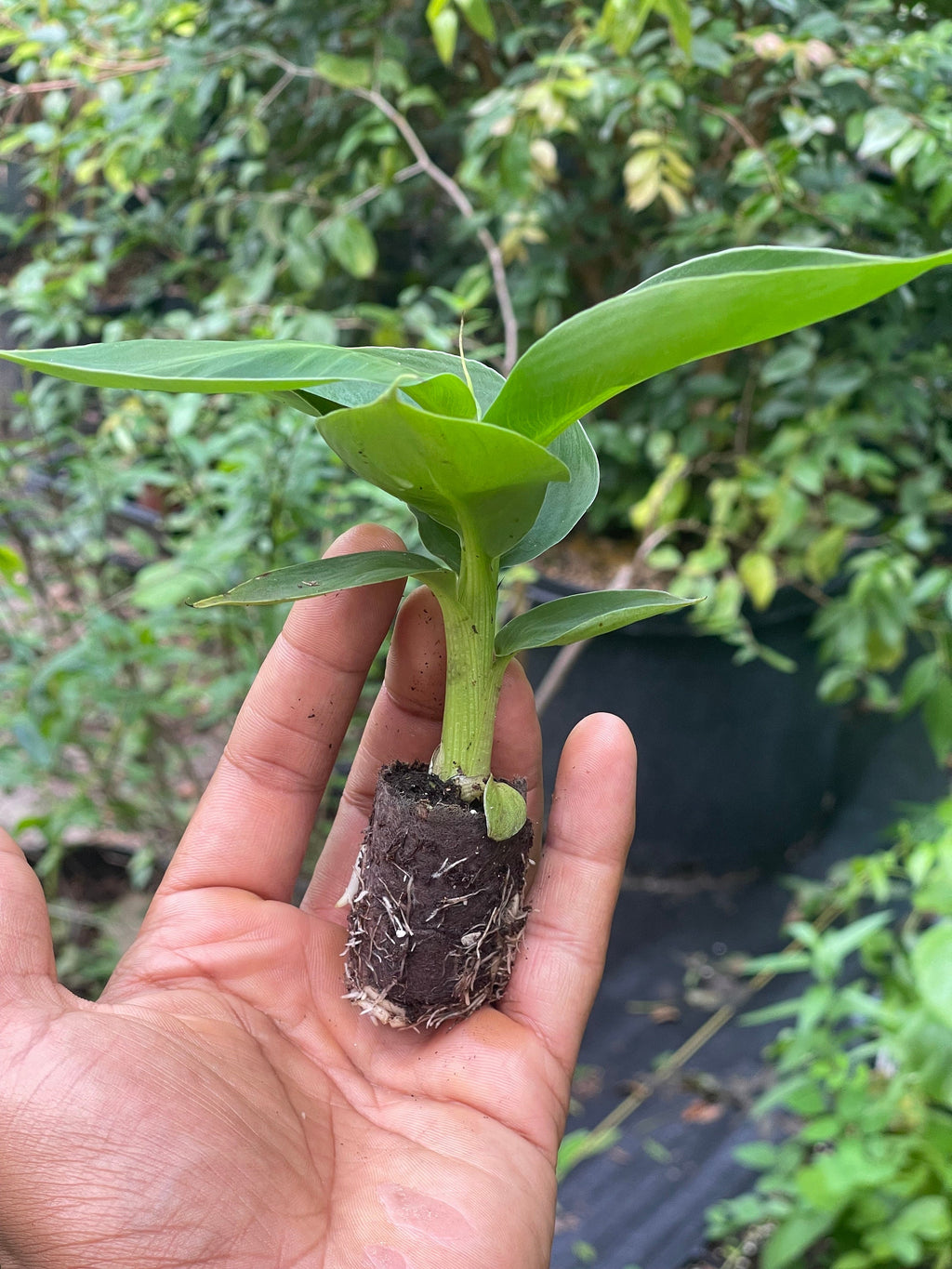Musa Truly Tiny -the smallest edible banana variety