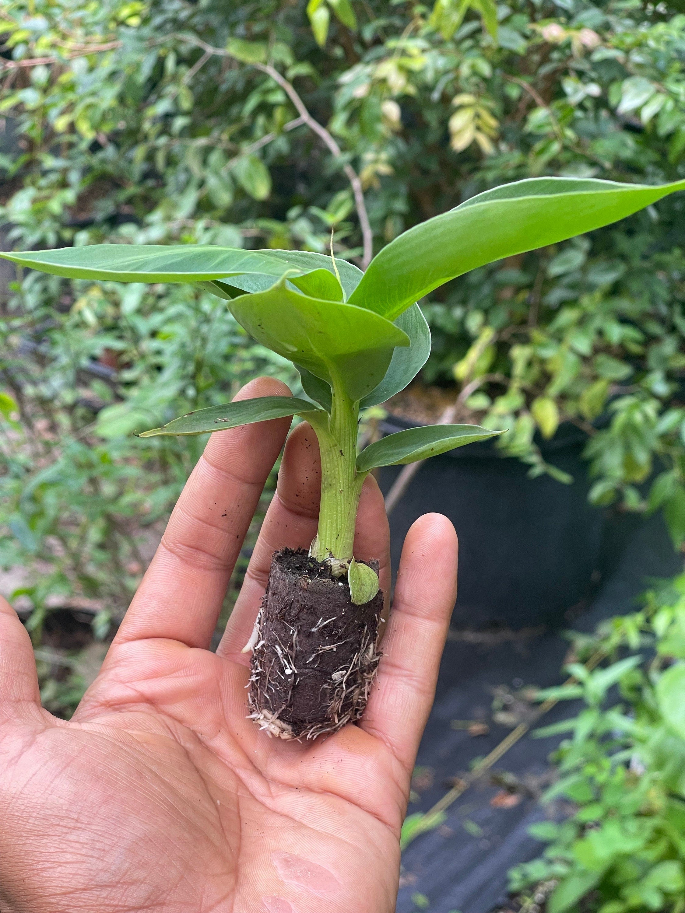 Musa Truly Tiny -the smallest edible banana variety