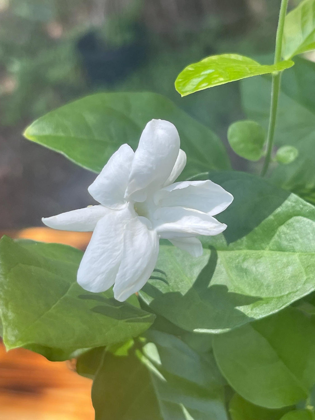 Jasmine ‘New Maid of Orleans’ Live Plant – Fragrant White Blooms, Compact Shrub