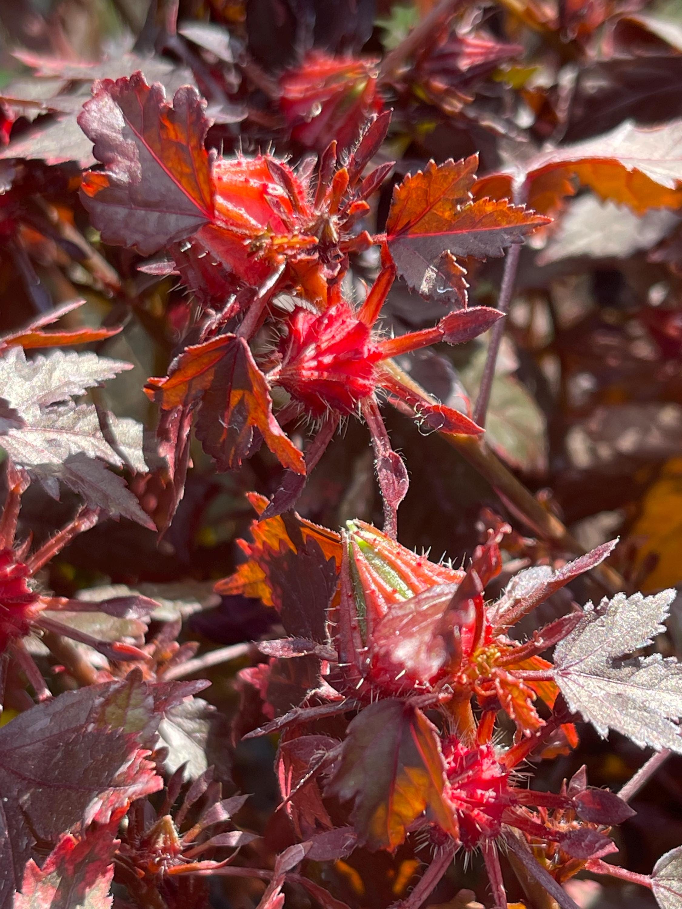 Hibiscus acetosella 'African Rose’