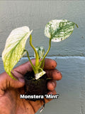 Rare Monstera Mint Variegated Live Plant | Collector plant | Unique Green & Mint Variegation