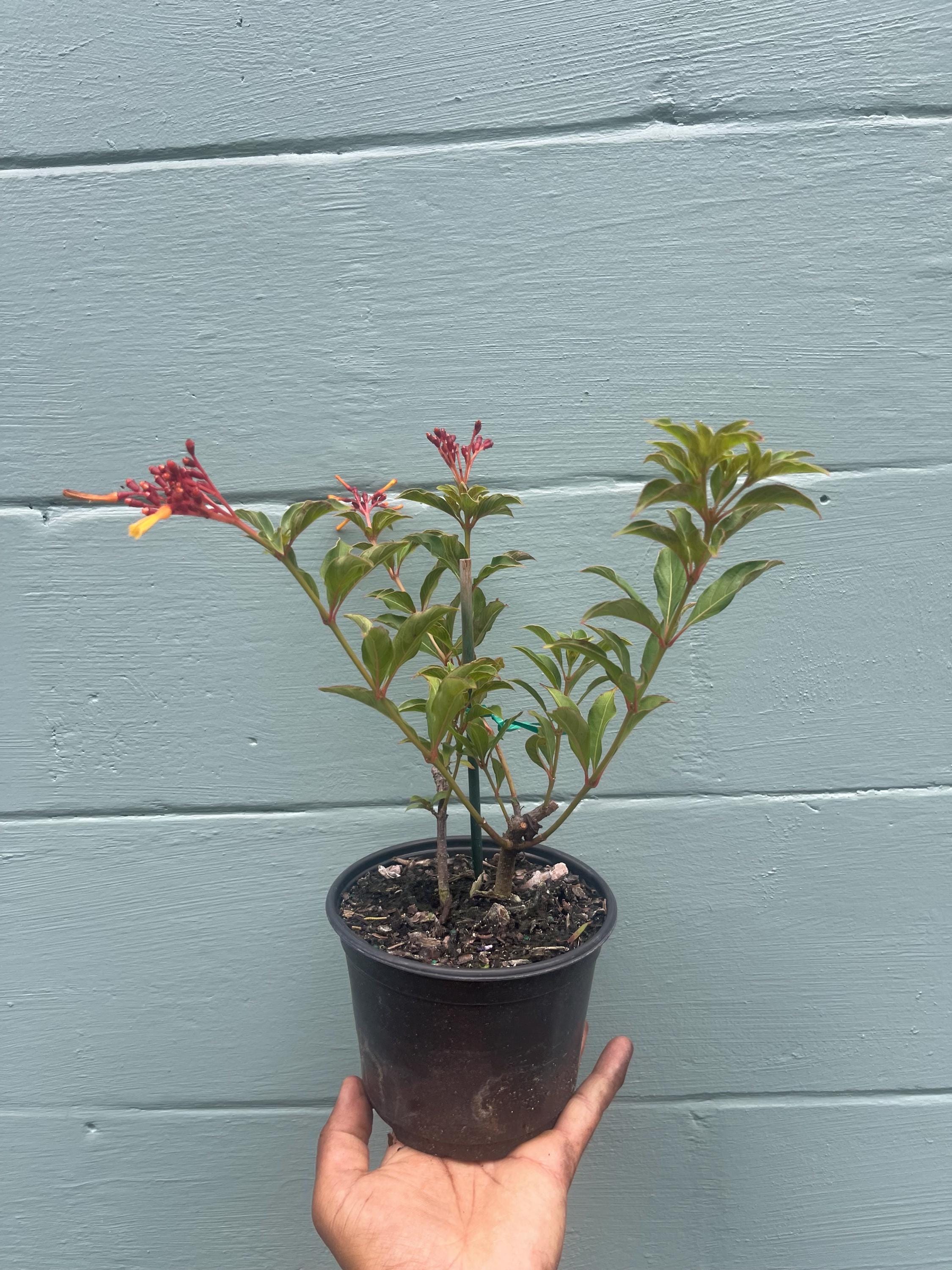 Dwarf Firefly Firebush Plant: Hummingbird plant