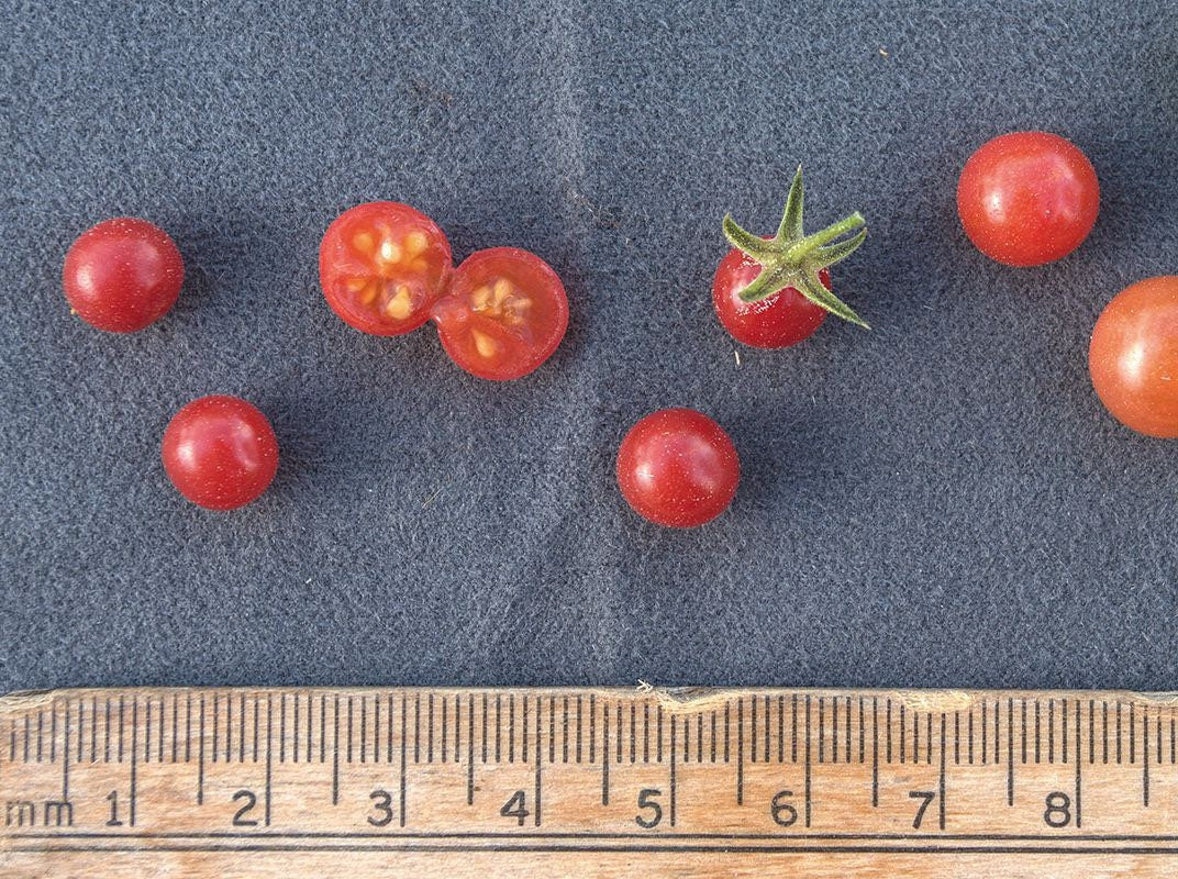 FL everglades tomato seeds