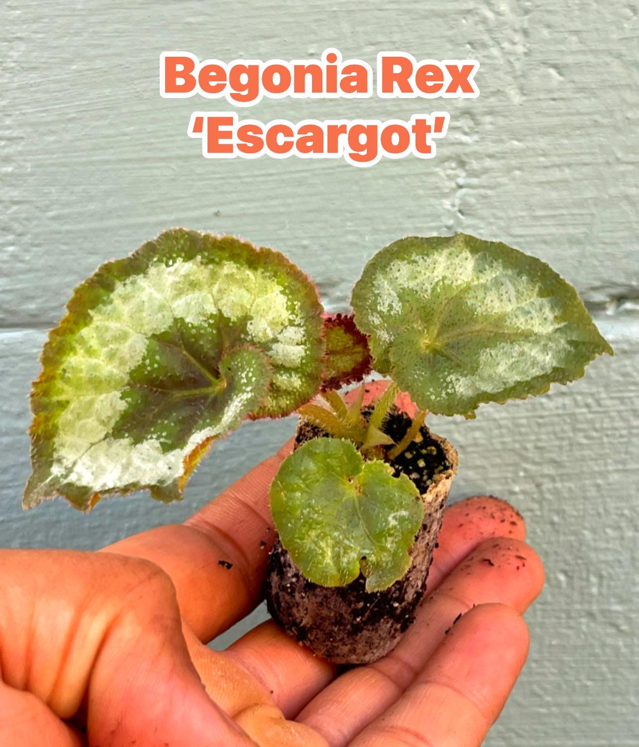 Begonia Rex ‘ESCARGOT’