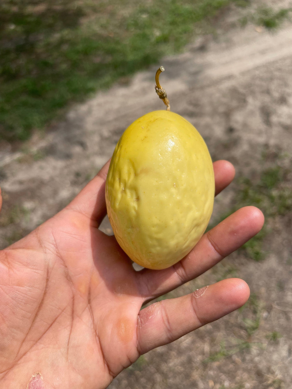 Yellow passionfruit (Passiflora edulis flavicarpa)