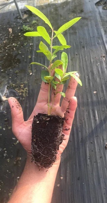 Java plum live plant (Jamun plant)