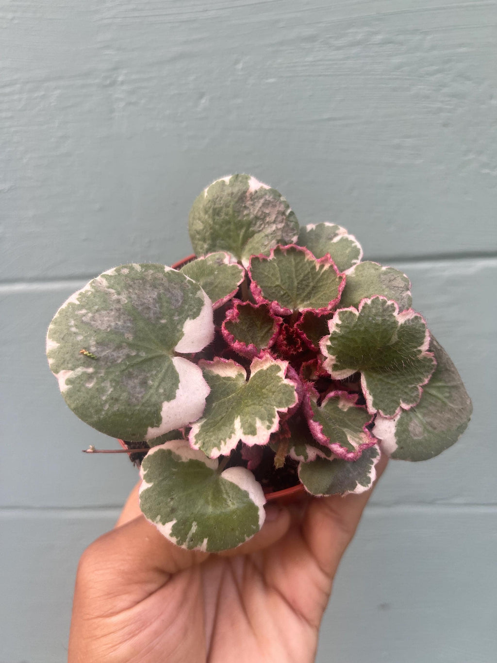Variegated Strawberry Begonia – Saxifraga stolonifera ‘Tricolor’ – Rare Trailing Houseplant – Pink & Cream Foliage