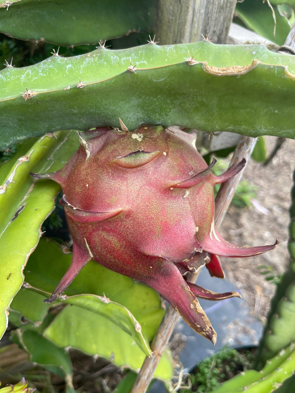 Red dragon fruit plants