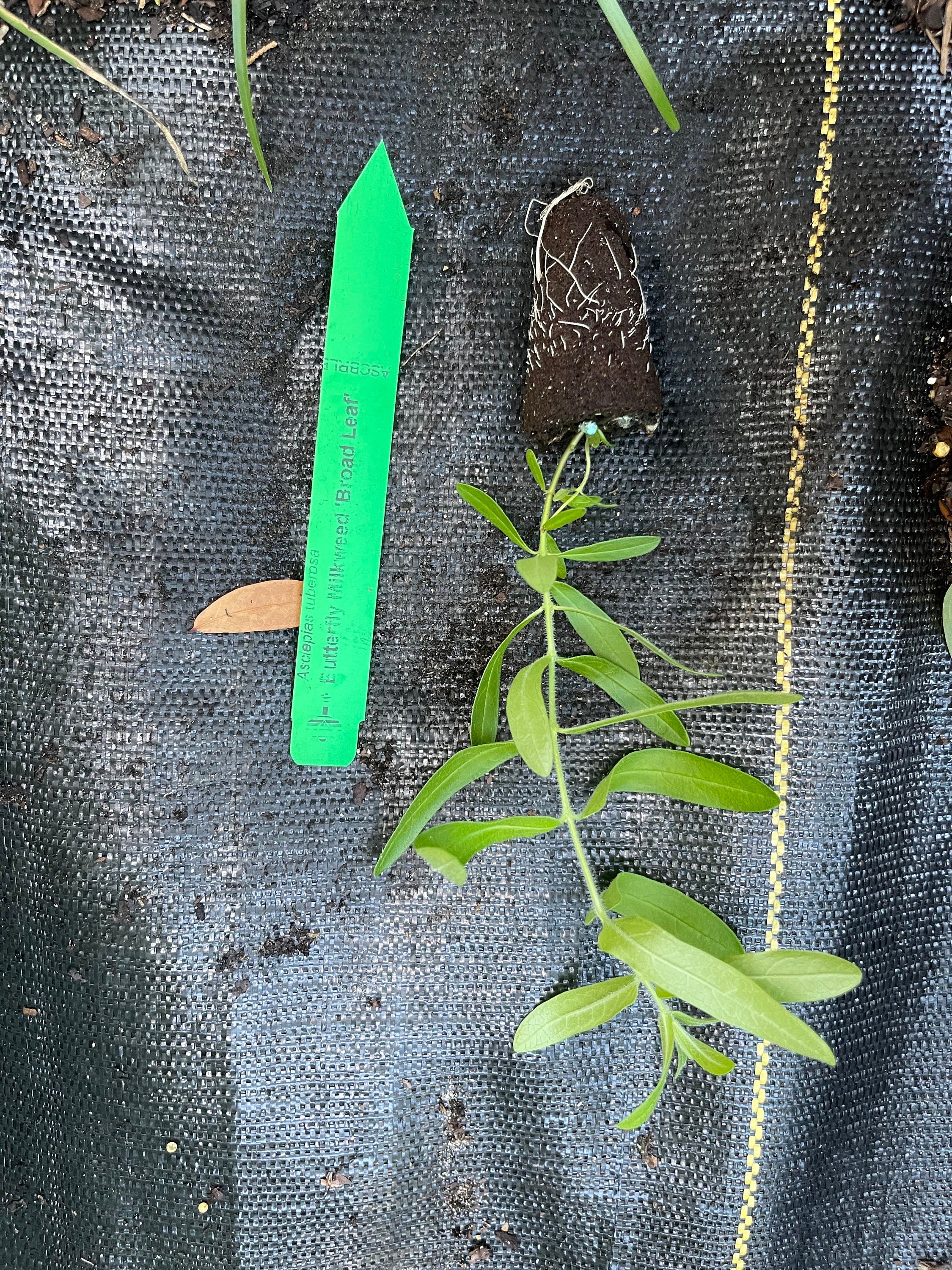 Butterfly Milkweed Plants (Asclepias Tuberosa) - Native Perennial for Pollinator Gardens, Bright Orange Flowers