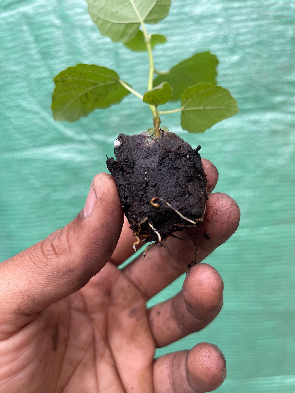 Fignomenal Dwarf Fig Tree – Compact Edible Fruit Plant for Pots