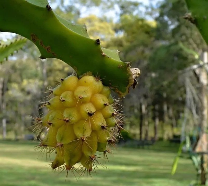 Yellow dragonfruit plants