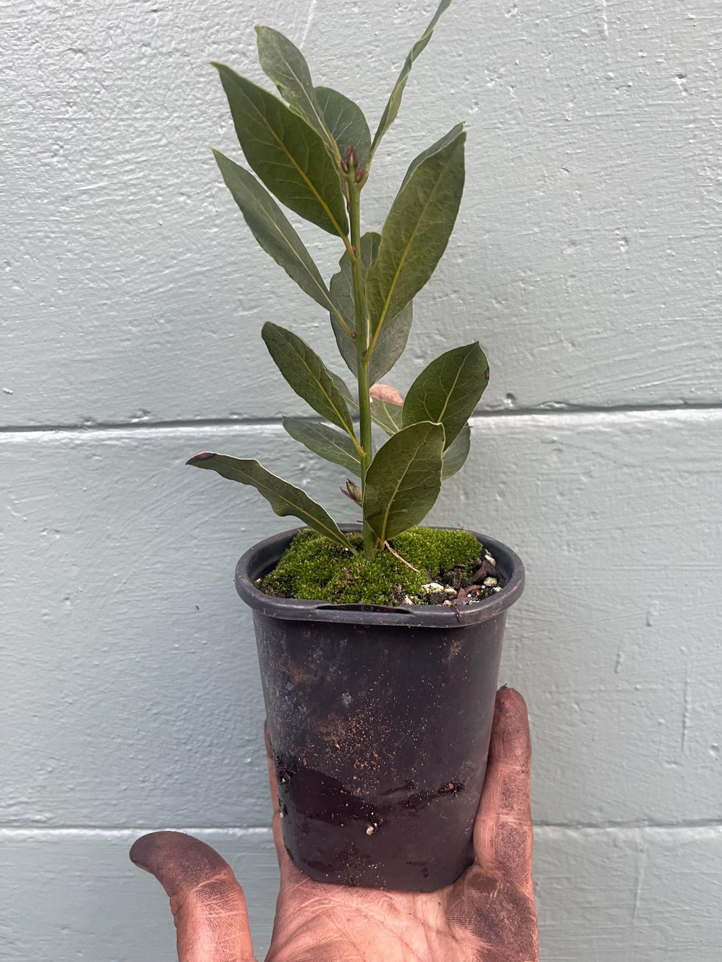 Laurus nobilis, Bay Leaf, Bay Tree, Bayleaf, Sweet Bay, Bay Laurel