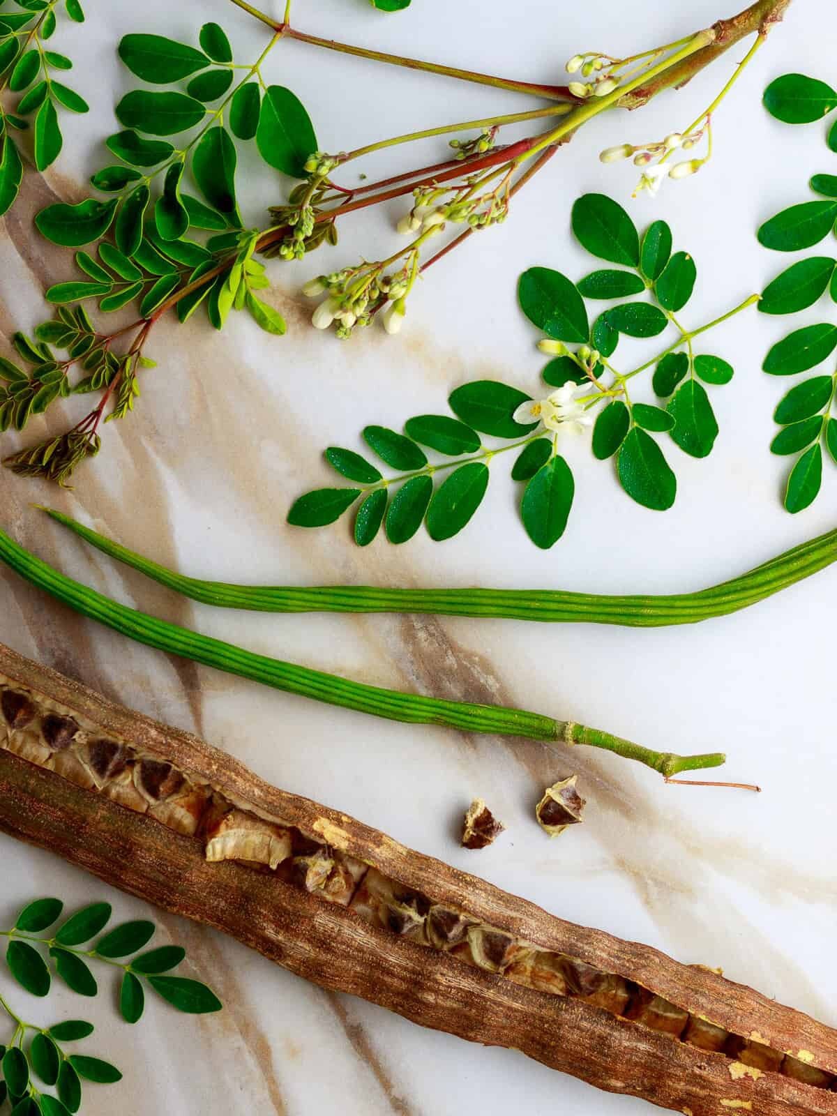 Moringa Oleifera Seeds