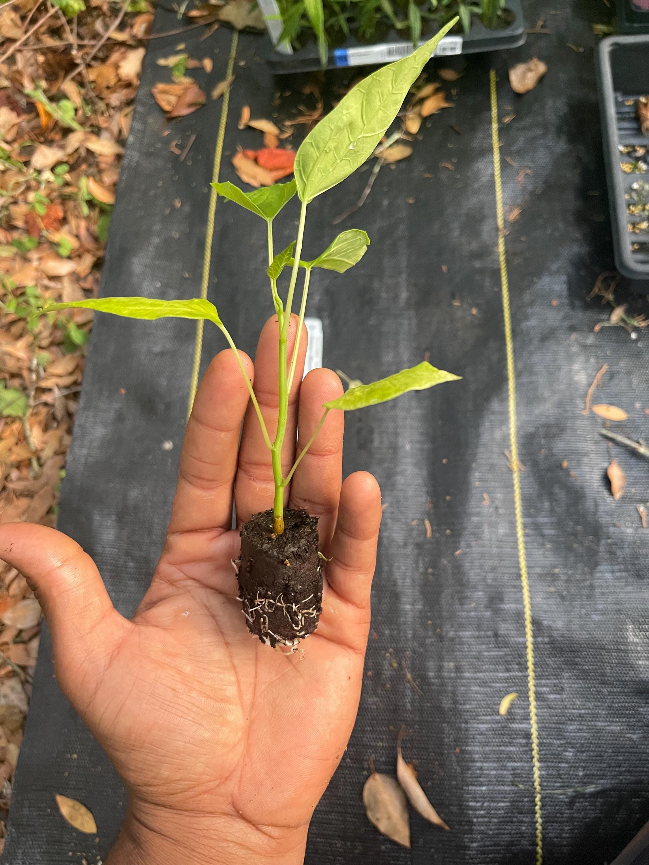 RARE Babaco/Mountain papaya plants
