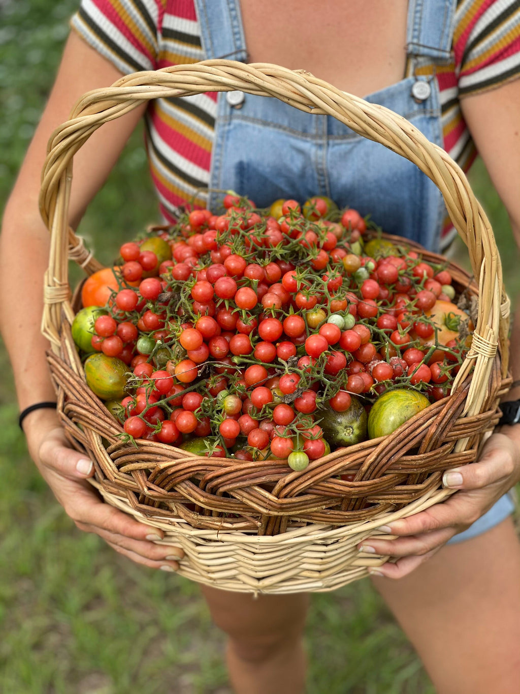 FL everglades tomato seeds