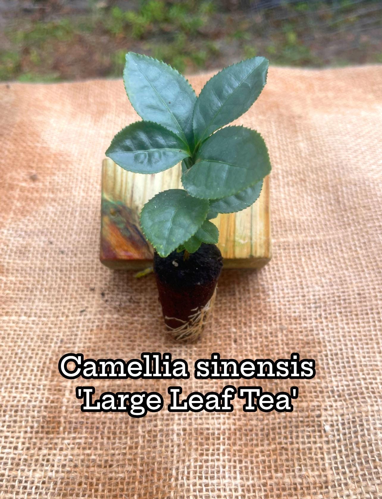 Camellia Sinensis Tea Plant: Live Herbal Tea Garden Gift