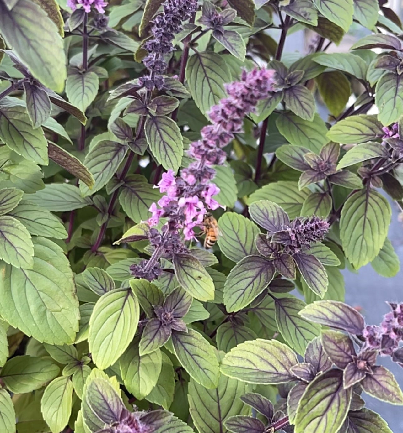 African blue basil plant
