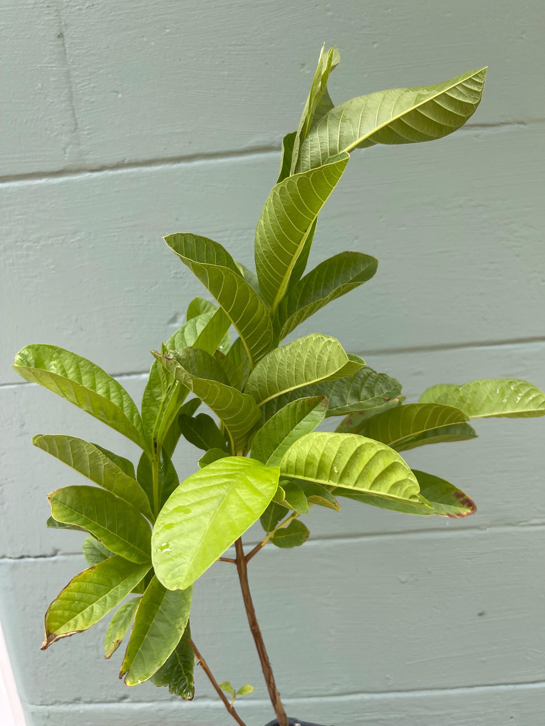 Pink pear Guava Tree – Pear-Shaped Sweet Fruit – Live Tropical Plant 4.5” Pot