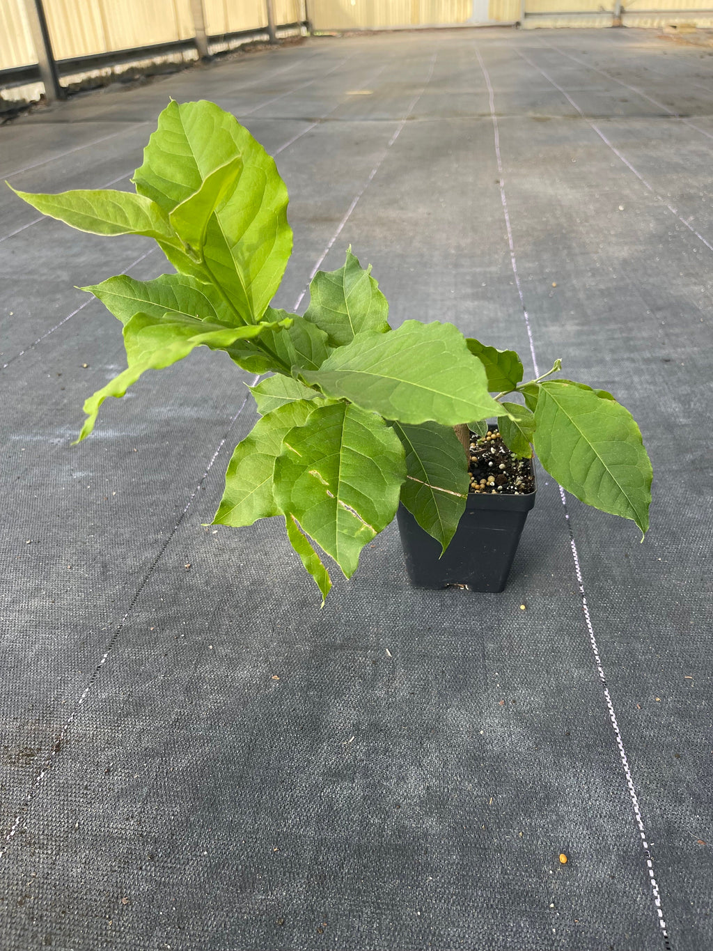 Rare Peanut Butter Fruit Tree: Well Rooted Starter Plant