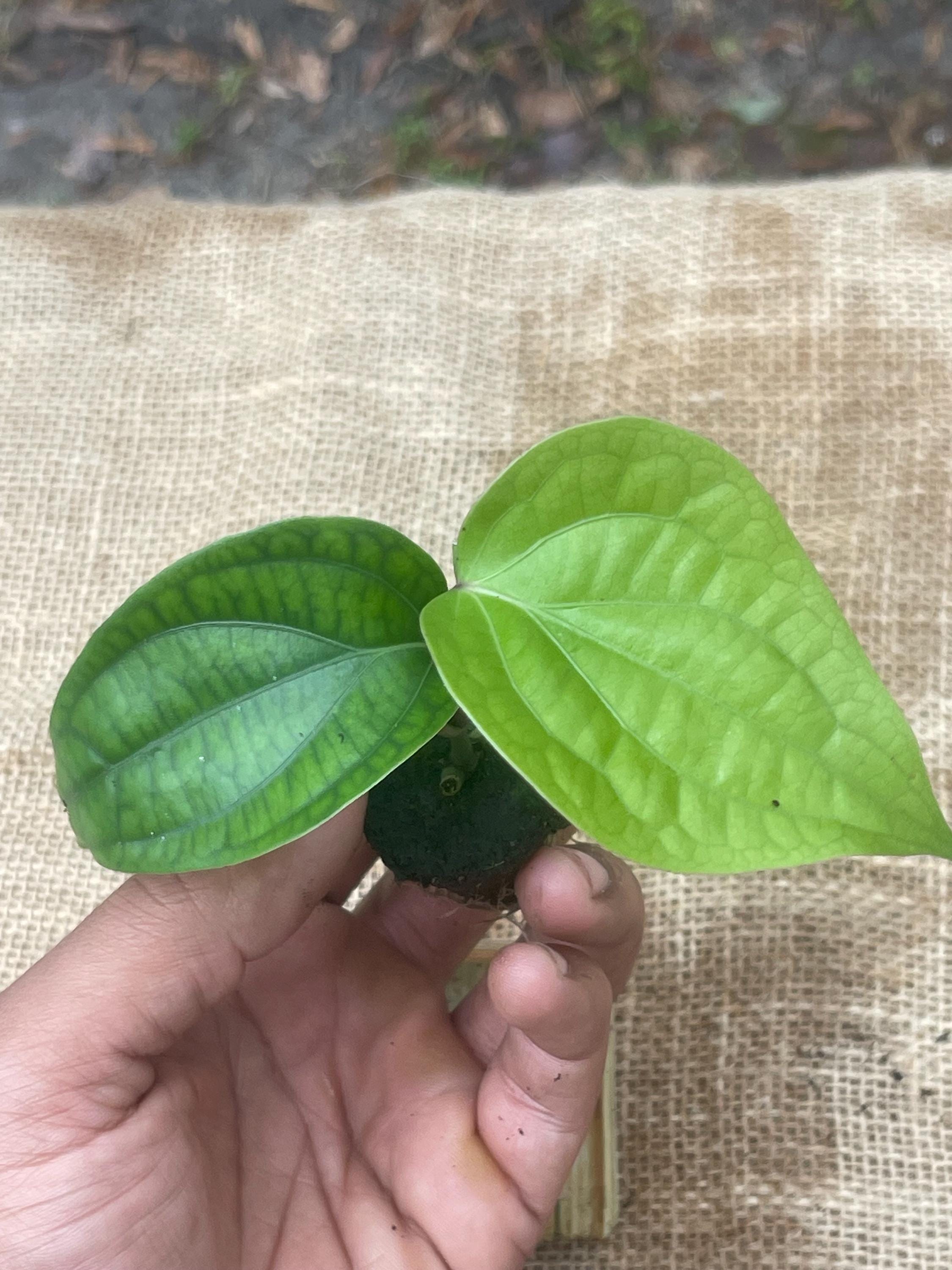 Black Pepper Plant (Piper nigrum) – Grow Your Own Spice!