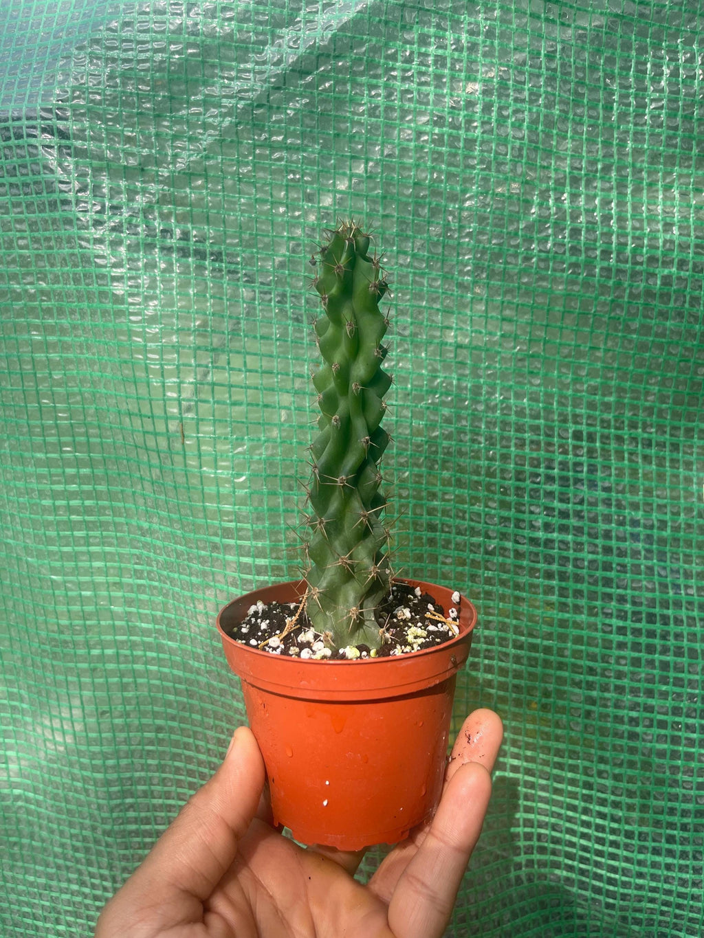 Crested Peruvian Apple Cactus – Rare Cereus Plant, Sculptural, Drought Tolerant