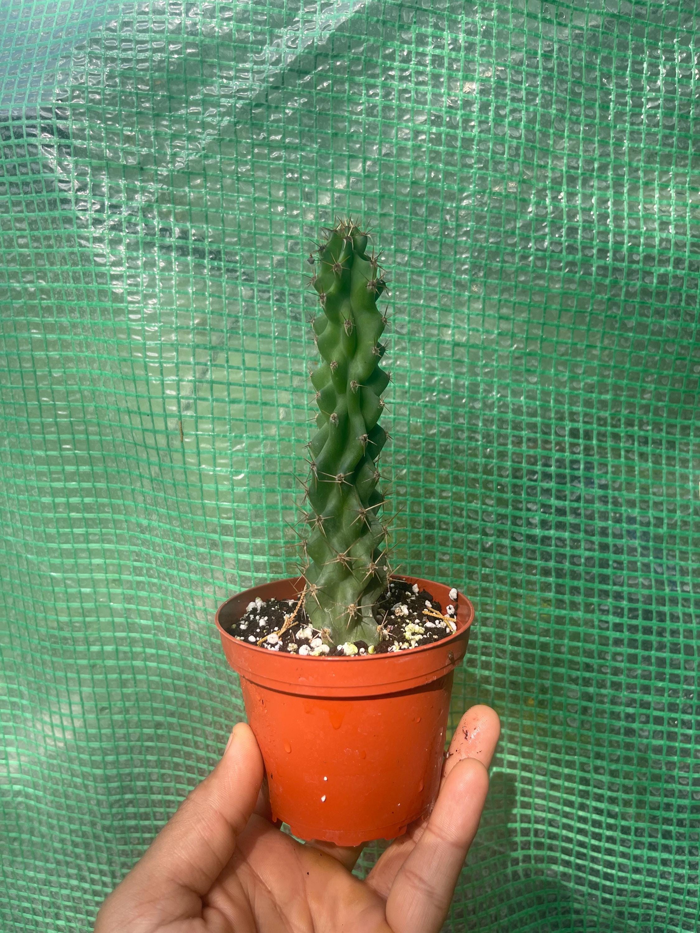 Crested Peruvian Apple Cactus – Rare Cereus Plant, Sculptural, Drought Tolerant